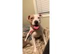 Adopt Boo a White - with Brown or Chocolate American Pit Bull Terrier / Mixed