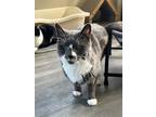 Adopt Ben a Gray or Blue (Mostly) Domestic Shorthair (short coat) cat in West