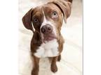 Adopt Milo a Red/Golden/Orange/Chestnut Vizsla / Boxer / Mixed dog in Bayonne