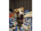 Adopt Phoenix a Tan/Yellow/Fawn - with White American Pit Bull Terrier / Mixed