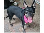 Adopt Vena a Black Australian Cattle Dog / Mixed Breed (Medium) / Mixed (short