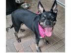 Adopt Vena a Black Australian Cattle Dog / Mixed dog in Mesquite, TX (41208105)