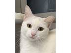 Adopt Beatrice a White Domestic Shorthair / Domestic Shorthair / Mixed cat in