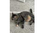 Adopt Lola a Brown Tabby Domestic Mediumhair / Mixed (medium coat) cat in