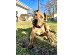 Adopt Oscar a Brindle American Pit Bull Terrier / Mixed dog in Bayonne