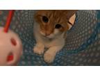 Adopt Del a Orange or Red American Shorthair / Mixed (medium coat) cat in San