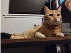 Adopt Chickpea a Orange or Red Tabby Domestic Shorthair / Mixed (short coat) cat