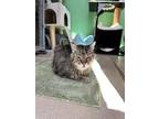 Adopt Hutch a Brown or Chocolate Domestic Shorthair / Domestic Shorthair / Mixed