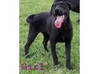 Adopt Little Bit a Black Labrador Retriever / Weimaraner / Mixed dog in