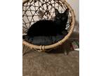 Adopt Jack Jack a All Black American Shorthair / Mixed (short coat) cat in Long