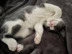 Adopt Coal a Black & White or Tuxedo American Shorthair / Mixed (short coat) cat