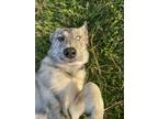 Adopt Itachi a Tricolor (Tan/Brown & Black & White) Husky / Mixed dog in Los