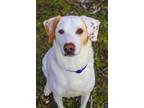 Adopt Toby a White - with Red, Golden, Orange or Chestnut Catahoula Leopard Dog