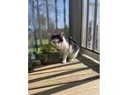 Adopt Bella a Black & White or Tuxedo Domestic Mediumhair / Mixed (medium coat)