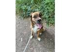 Adopt Daisy a Tricolor (Tan/Brown & Black & White) Mutt / Mixed dog in