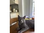 Adopt HIPPO a Gray or Blue (Mostly) Chartreux / Mixed (medium coat) cat in