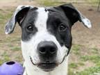 Adopt Stella a White Mixed Breed (Large) / Mixed dog in Georgetown