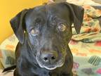 Adopt Azura a Black Mixed Breed (Medium) / Mixed dog in Georgetown