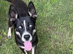 Adopt Bella a Black Mixed Breed (Medium) / Mixed dog in Georgetown
