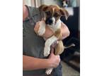 Adopt Booger a Brown/Chocolate Boxer / Mixed dog in Joshua, TX (41258130)