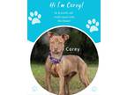 Adopt Corey a Brown/Chocolate Mixed Breed (Medium) / Mixed dog in Savannah