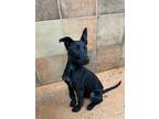 Adopt Nyx a Black Terrier (Unknown Type, Small) / Mixed dog in Fort Worth