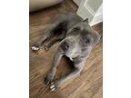 Adopt Olivia - IN FOSTER a Gray/Blue/Silver/Salt & Pepper Mixed Breed (Large) /