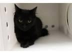 Adopt Indigo 4-19 a All Black Domestic Longhair / Domestic Shorthair / Mixed cat
