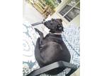Adopt Dakota Nova a Black - with White Sheppit / Mixed dog in Riverview