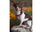 Adopt Maggie a Tricolor (Tan/Brown & Black & White) Rat Terrier / Dachshund /