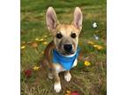 Adopt Bobo a Tan/Yellow/Fawn Carolina Dog / Mixed dog in Mesquite, TX (41214787)