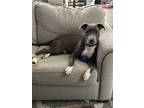 Adopt Joey a Gray/Silver/Salt & Pepper - with White American Staffordshire