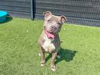 Adopt POSH a Pit Bull Terrier / Mixed dog in Tustin, CA (41004207)