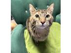 Adopt Dori a Gray, Blue or Silver Tabby Domestic Shorthair cat in Twin Falls