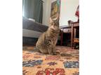Adopt Zeke a Domestic Shorthair / Mixed cat in Oakland, CA (41259059)