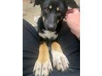 Adopt Shadow a Black - with Tan, Yellow or Fawn Australian Kelpie / Mixed dog in