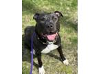 Adopt Lily VIII 70 a Black American Pit Bull Terrier / Mixed Breed (Medium) /