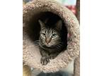 Adopt Kismet a Brown Tabby Domestic Shorthair / Mixed Breed (Medium) / Mixed