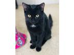 Adopt Kelli a All Black Domestic Shorthair / Domestic Shorthair / Mixed cat in