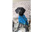 Adopt Creed a Black - with White German Shorthaired Pointer / Mixed dog in Bend