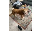 Adopt Ruby a Tan/Yellow/Fawn German Shepherd Dog / Husky / Mixed dog in Cape