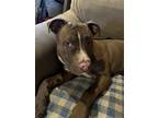 Adopt Blaze a Brown/Chocolate - with White American Pit Bull Terrier / Mixed dog