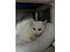 Adopt Ashley - Available In Foster a White Domestic Shorthair / Mixed Breed