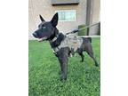 Adopt Falcon a Black - with White German Shepherd Dog / Mixed dog in Phoenix