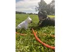 Adopt FINN a Black American Pit Bull Terrier / Mixed dog in Harrisburg