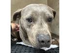 Adopt Tortilla Chip* a Pit Bull Terrier / Mixed dog in Pomona, CA (41258772)