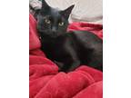 Adopt Harrowhark a Black (Mostly) Domestic Shorthair / Mixed (short coat) cat in