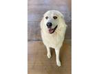 Adopt Fitness a White - with Tan, Yellow or Fawn Great Pyrenees dog in Mountain