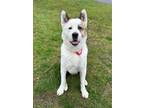 Adopt Max a White Akita / Mixed Breed (Medium) / Mixed (short coat) dog in