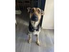 Adopt Calli a Black - with Tan, Yellow or Fawn German Shepherd Dog / Mixed dog